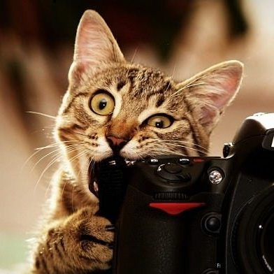 Lex's Hobbies - Cat with a camera